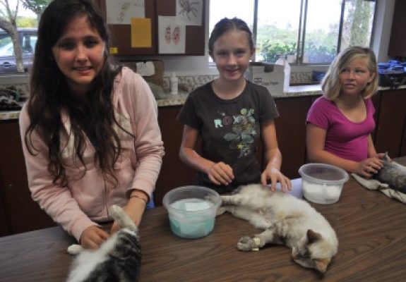 Bethany cats