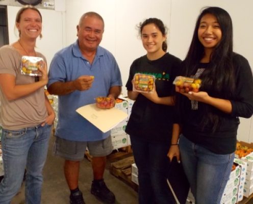 Hamakua tomatoes