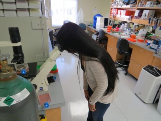 sherry lab